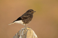 White-crowned Black Wheatear