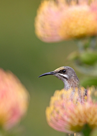Cape Sugarbird
