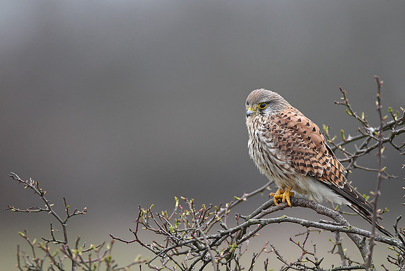 Kestrel