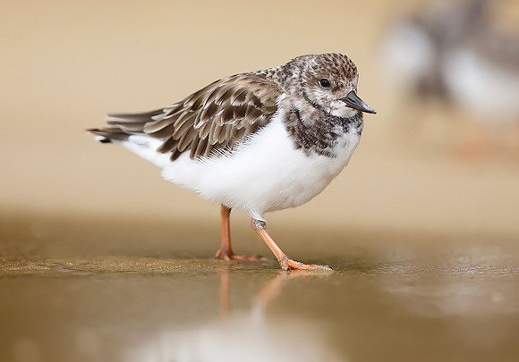 Turnstone