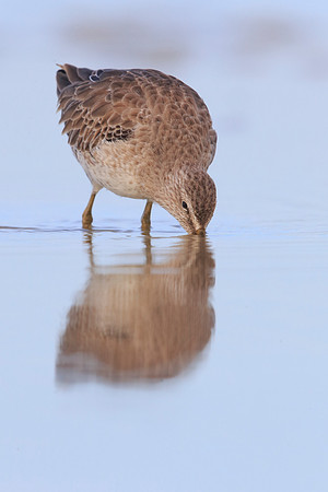 Short-billed Dowitcher