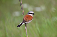 Red-backed Shrike