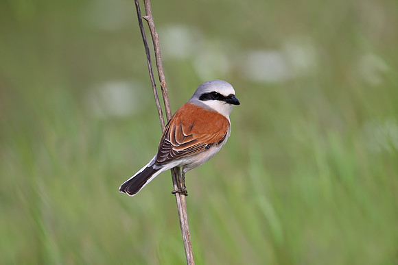 Red-backed Shrike