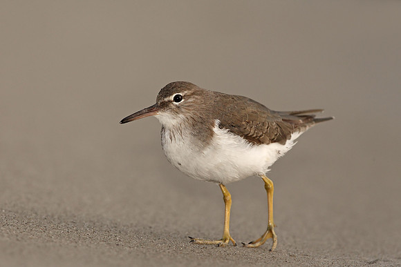 Spotted Sandpiper