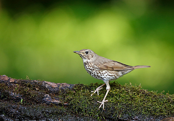 Song Thrush