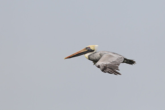 Brown Pelican