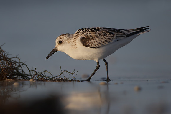 Sanderling