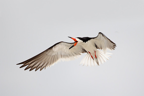 Black Skimmer