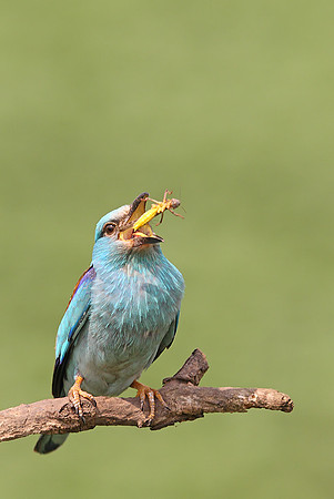Roller
