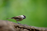 Marsh Tit