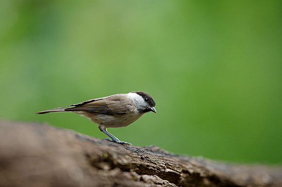 Marsh Tit