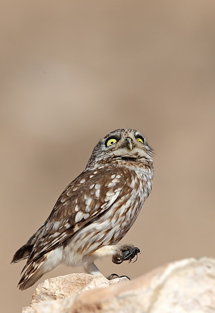 Little Owl