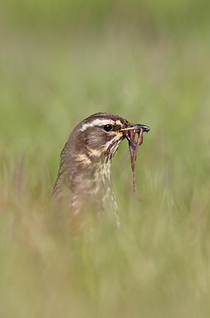 Redwing