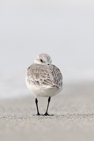 Sanderling