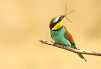 European Bee-eater