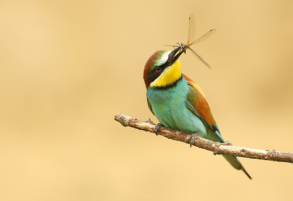European Bee-eater