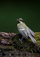Great Tit