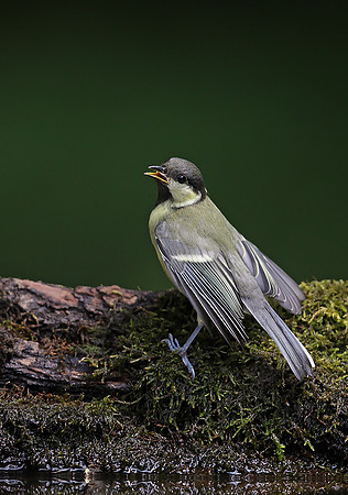 Great Tit