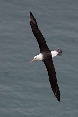Black-browed albatross