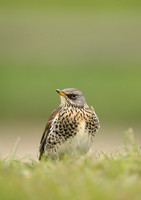 Thrushes