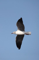 Gulls