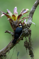 Acorn Woodpecker