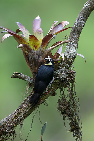 Acorn Woodpecker