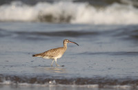 Whimbrel