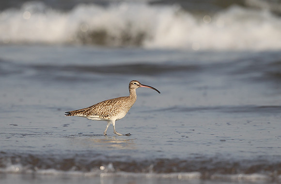 Whimbrel