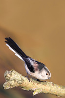 Long-tailed Tit