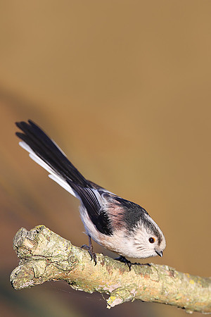 Long-tailed Tit