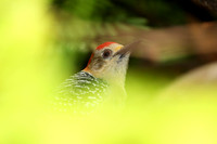 Red-crowned Woodpecker