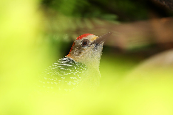 Red-crowned Woodpecker