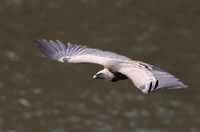 Griffon Vulture