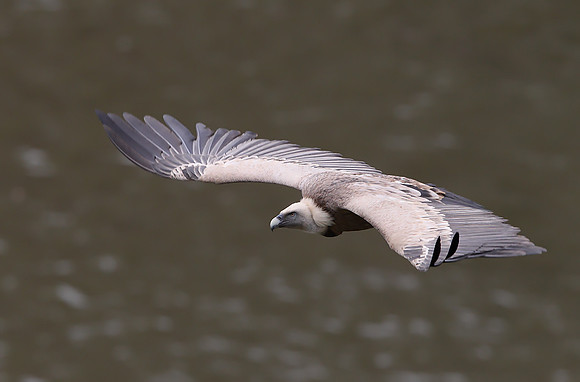 Griffon Vulture