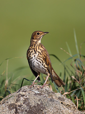 Song Thrush