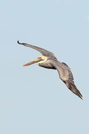 ​Brown Pelican