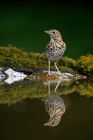 Song Thrush