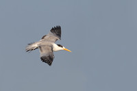 Greater Crested Tern