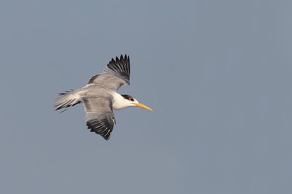 Greater Crested Tern