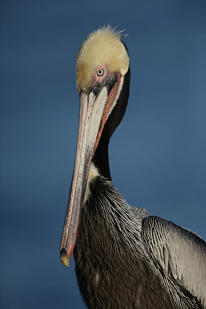 Brown Pelican