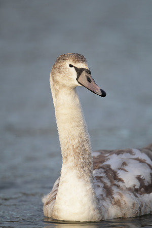Mute Swan