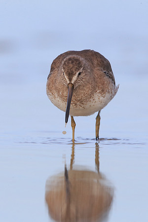 Short-billed Dowitcher