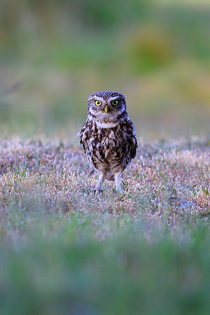 Little Owl