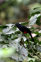 Red-bellied Grackle