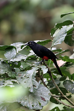 Red-bellied Grackle