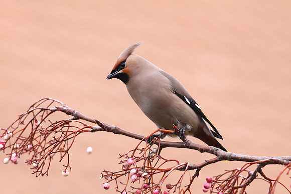 Waxwing