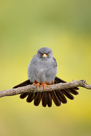 Red-footed Falcon
