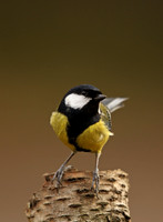 Great Tit