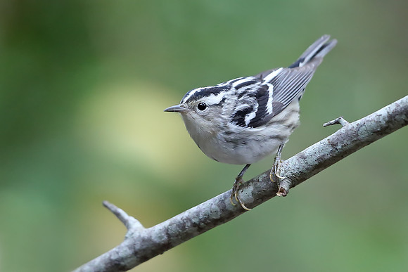 Black-and-White Warbler